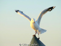 Seagull, Geraldton by Chloe Taylor 